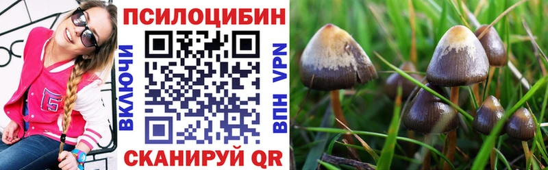 Купить закладки  Волчанск  Псилоцибиновые грибы Magic Shrooms 